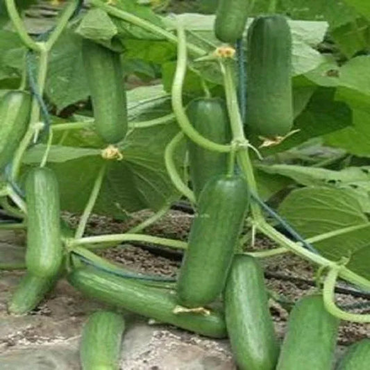 100 pcs|Thorn-less Mini Cucumber Seeds