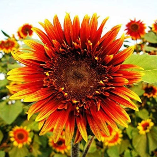 Joker Sunflower Seeds 50 per pack