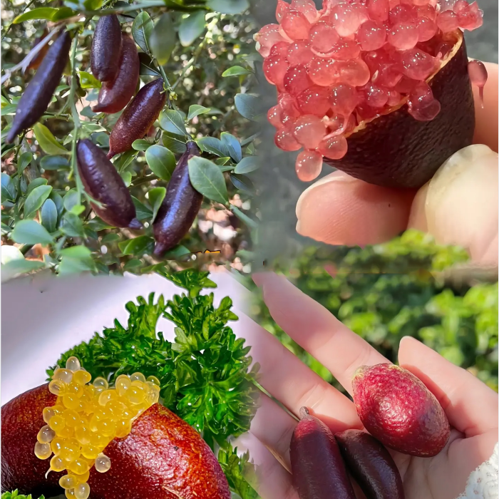 Finger Lime Seeds Lemon Caviar Seeds