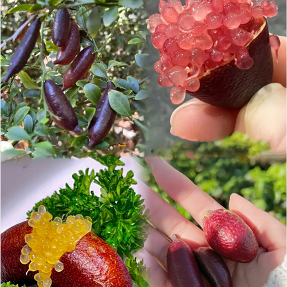 Finger Lime Seeds Lemon Caviar Seeds
