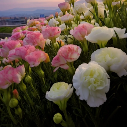 🌺Lisianthus - Sincere Love