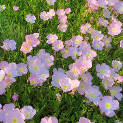 🌺Evening Primrose—Sea Of Pink Flowers
