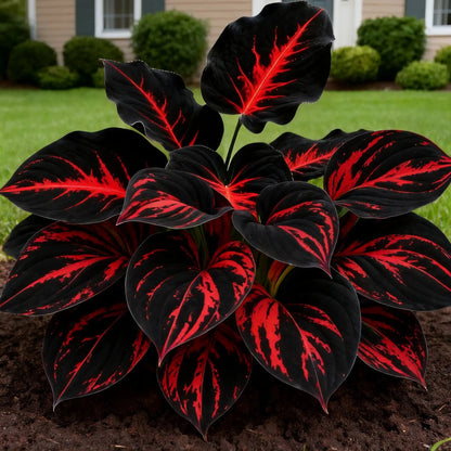 100 Seeds Glow-in-the-Dark Garden Magic: Rare Dark Blue Flame Hostas Seeds