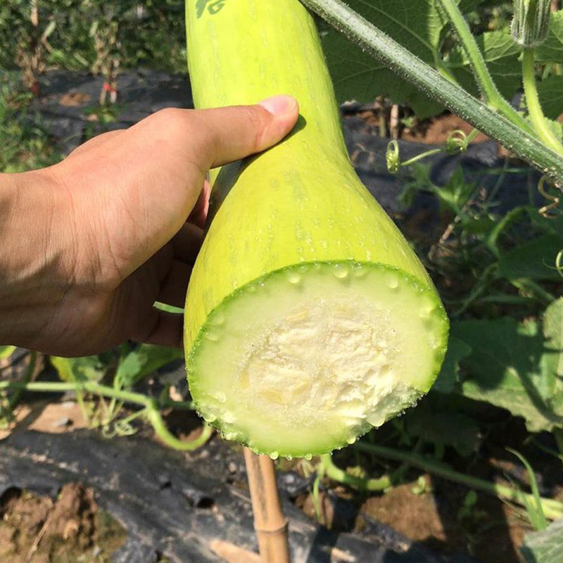 Chopping Melon Cut and Grow Melon Seeds