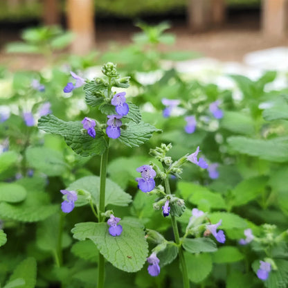 Catnip Seeds