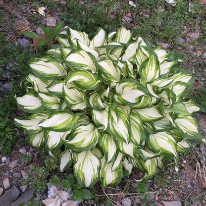 Mixed Hosta Perennials Flower Rare White Lace Lily Seeds