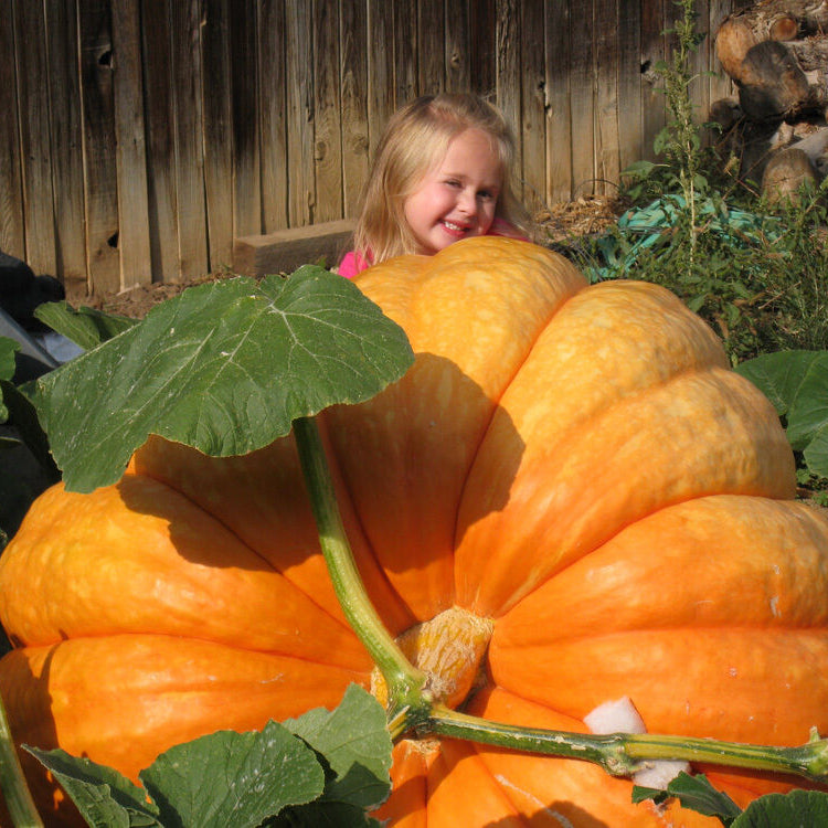 Giant Pumpkin Seeds