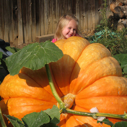 Giant Pumpkin Seeds