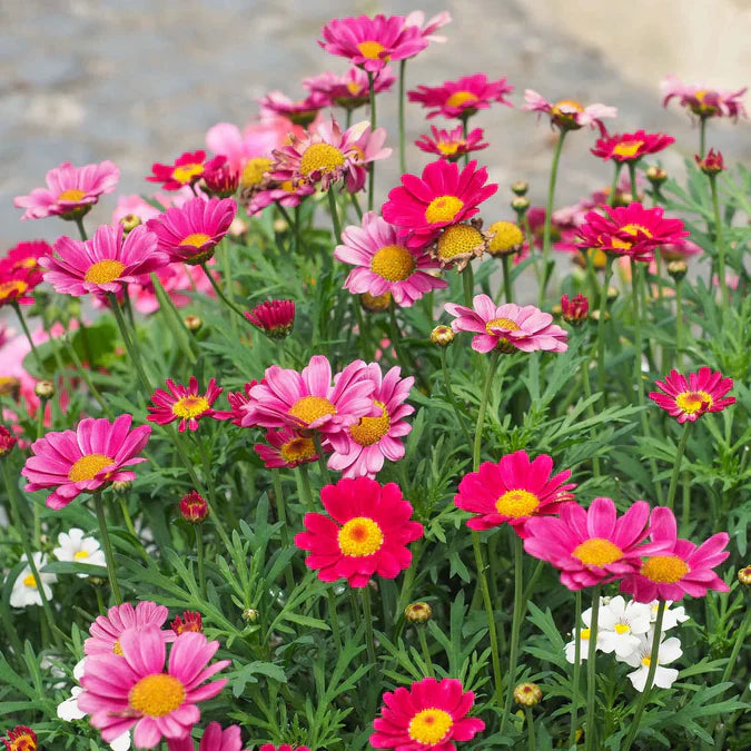 Insect Killer: Pyrethrum Daisy Seeds - Mixed Color