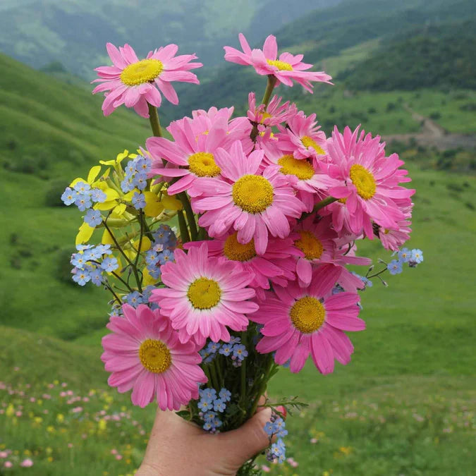 Insect Killer: Pyrethrum Daisy Seeds - Mixed Color