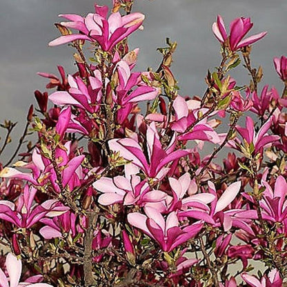 Magnolia lily tree species  Pink & Purple