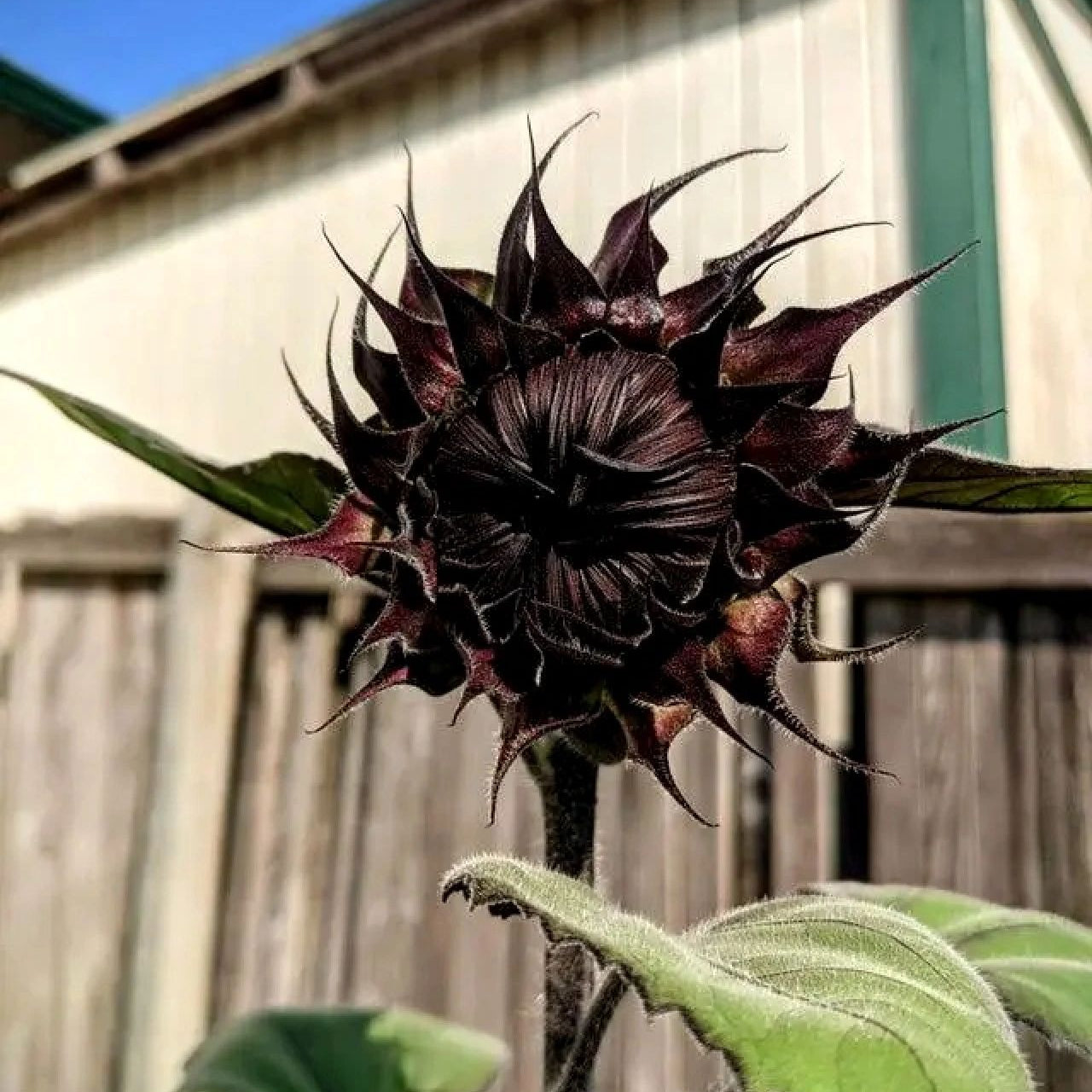 Rare Black Sunflower Seeds
