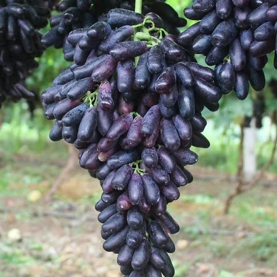 🔥Last Day 50% OFF- High-Quaility Sapphire Grapes Seeds- 98% Germination