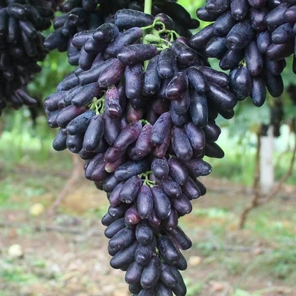 🔥Last Day 50% OFF- High-Quaility Sapphire Grapes Seeds- 98% Germination