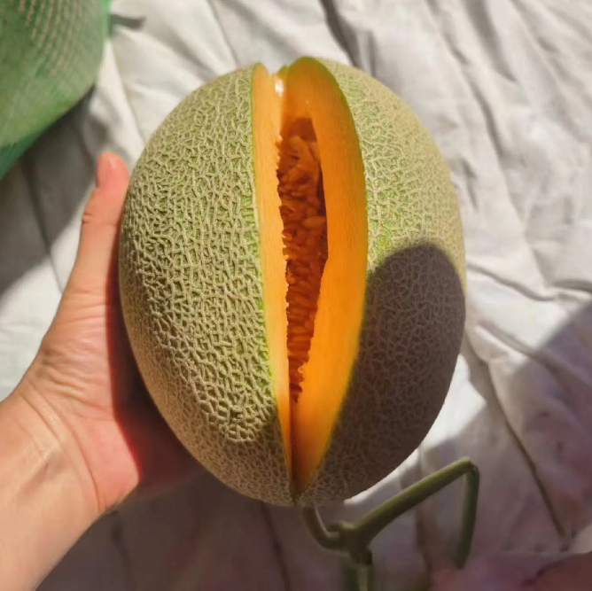 Reticulated Cantaloupe Seeds