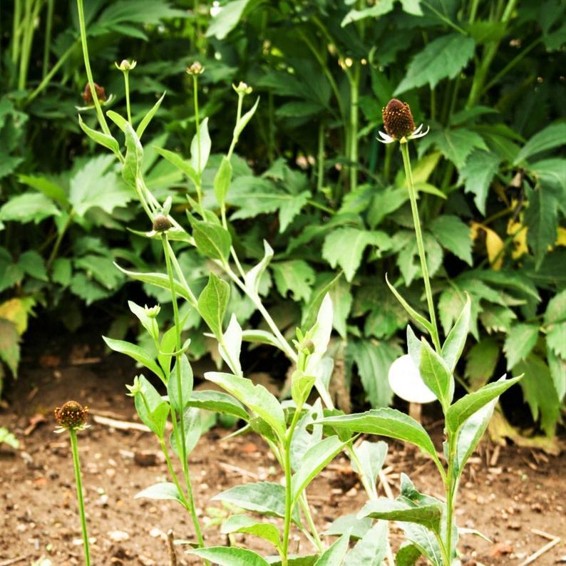 Rudbeckia Occidentalis Seeds aka Rayless Naked Chocolate Black Flower Herb Seeds