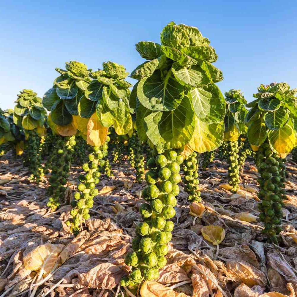 Brussels Sprout Seeds - Rare Heirloom Brussel Sprout Seeds