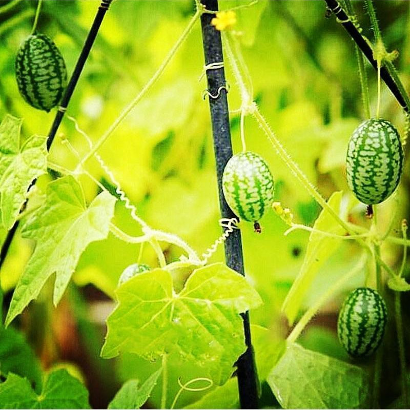 RARE SEEDS THUMB WATERMELON SEEDS