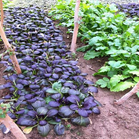 Purple Leaf Rape Seeds