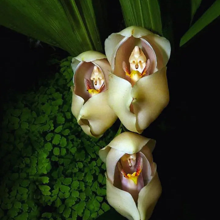 Swaddled Orchid Seeds