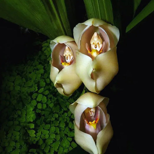 Swaddled Orchid Seeds