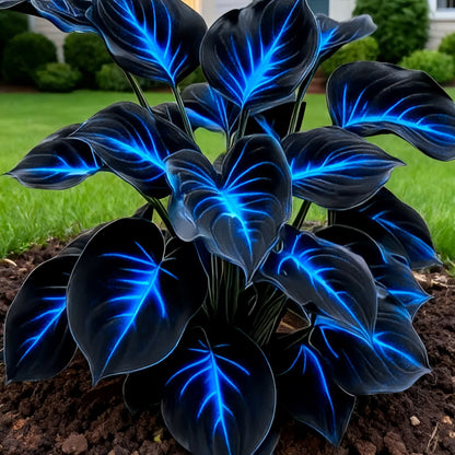 100 Seeds Glow-in-the-Dark Garden Magic: Rare Dark Blue Flame Hostas Seeds
