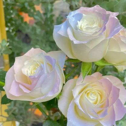 Rare Seeds - Datura Langaros Roses of the Western Regions
