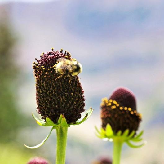 Rudbeckia Occidentalis Seeds aka Rayless Naked Chocolate Black Flower Herb Seeds