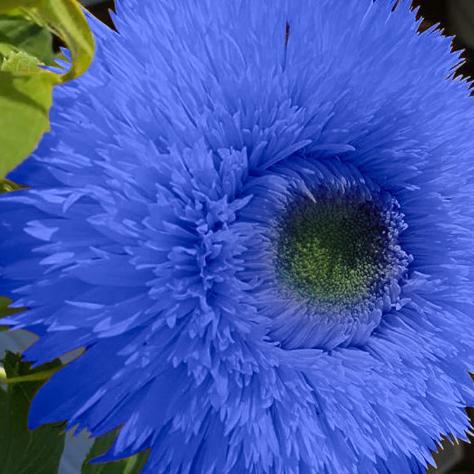 Blue Teddy Bear Sunflower Seeds
