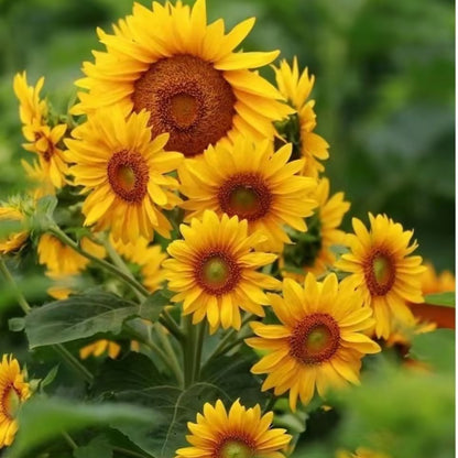 Multi-headed sunflower seeds