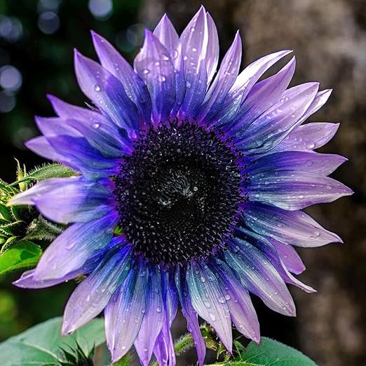 Sunflower Seeds For Planting Rare Multi Color Garden Seeds Sunflowers