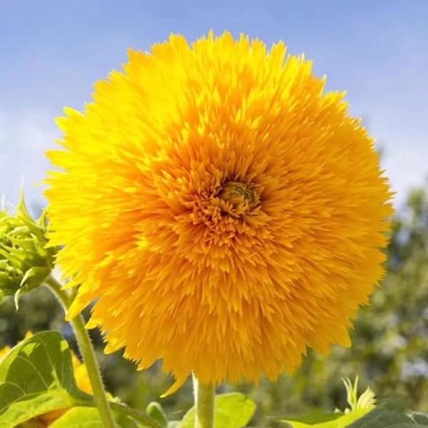 Sunflower Seeds, Teddy Bear