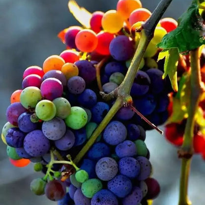 50 Seeds New Rare Rainbow Hybrid Grape Organic