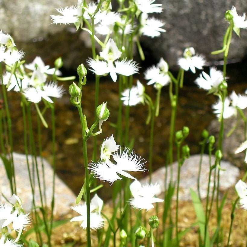 Habenaria radiata