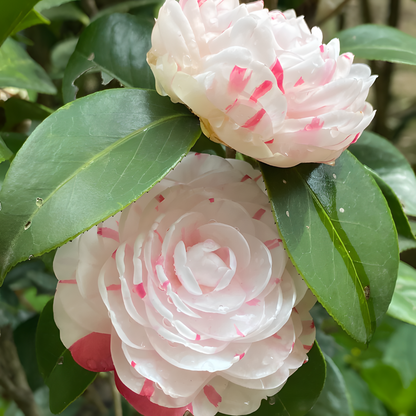🌼Five-Color Camellia—Ideal Love