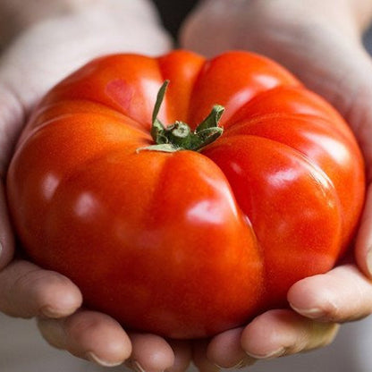 Giant Delicious Tomato / Up to 2kg (20 Seeds a Pack)