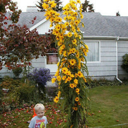 Giant Maximillian Sunflower Seeds - Perennial Sunflower