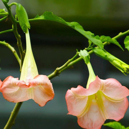 50pcs/Bag Datura Brugmansia Seeds Potted Bonsai Trumpets Angel Flower Seeds