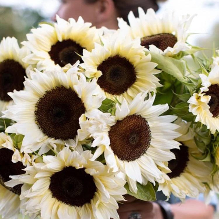 50 Seeds White sunflower with black core