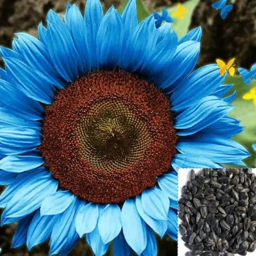 Bright Blue Sunflower Seeds