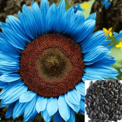 Bright Blue Sunflower Seeds