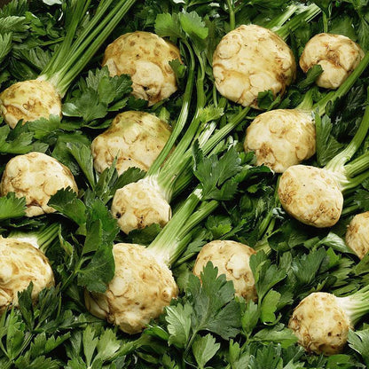 Celeriac Seeds Celery Root Seeds