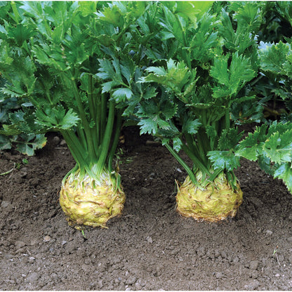 Celeriac Seeds Celery Root Seeds