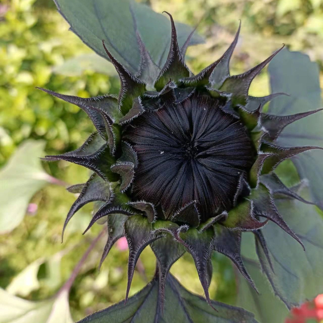 Rare Black Sunflower Seeds