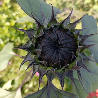 Rare Black Sunflower Seeds