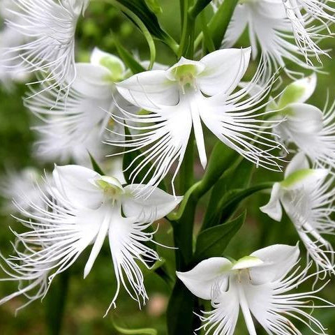 Habenaria radiata