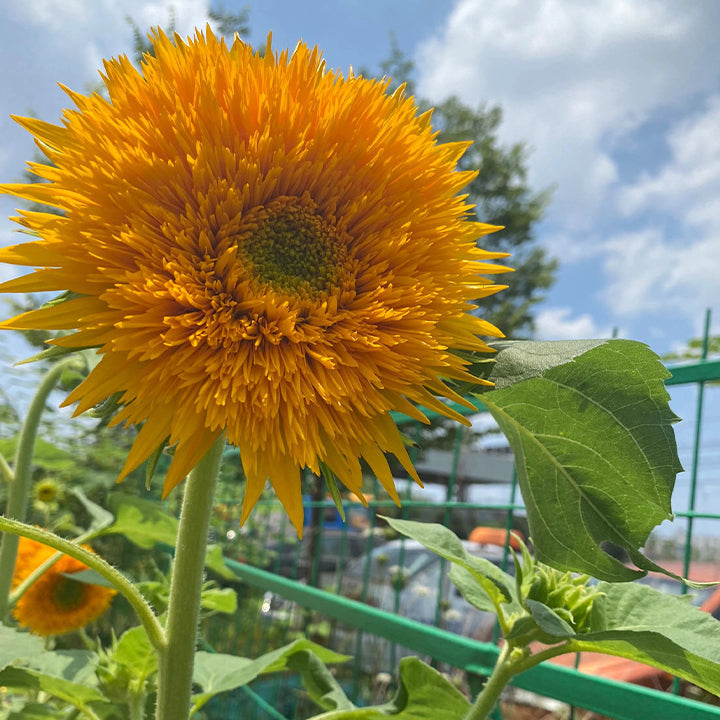 Sunflower Seeds, Teddy Bear