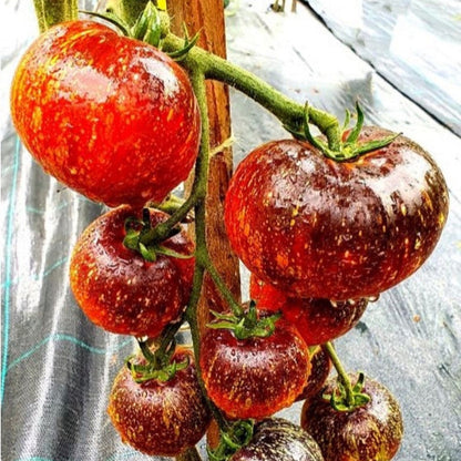 Dark Galaxy Tomato 50 Seeds