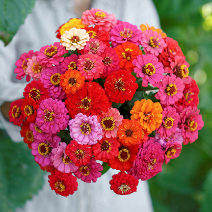 🌺Double Dwarf Zinnia Seeds