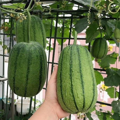 Apple Luffa Seeds